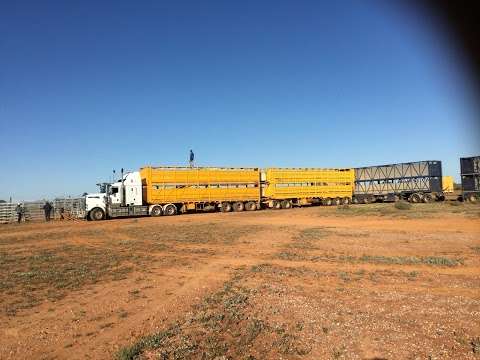 Photo: Bruce Dickinson Livestock Transport